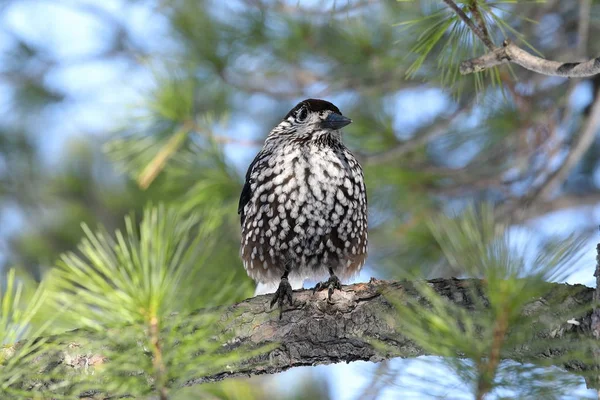 Nutcracker the bird sitting on the branches among the pine needl — Stock Photo, Image