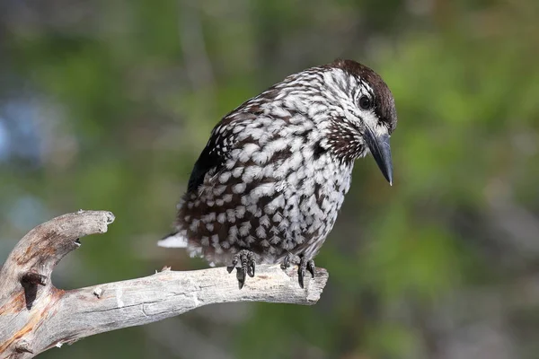 Quebra-nozes de pássaros sentados no galho seco do pinheiro — Fotografia de Stock