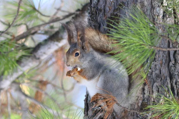 Sciurus。成年松鼠在树林里吃食物 — 图库照片
