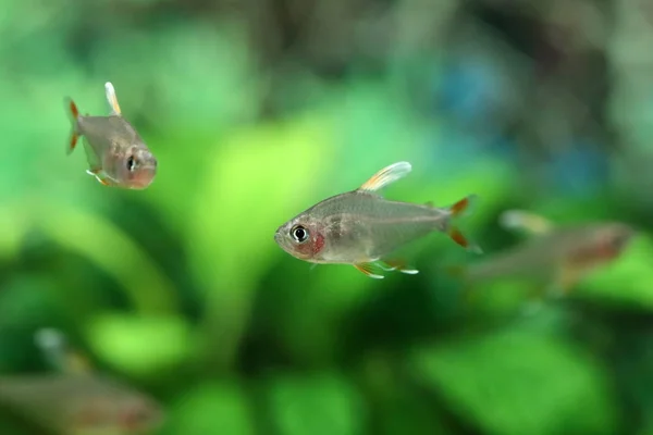 Pesce Hyphessobrycon bentosi var. Pinna bianca — Foto Stock