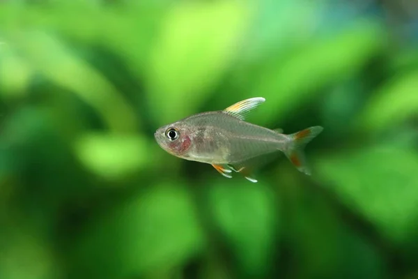 Aquarienfische hyphessobrycon bentosi var. weiße Flosse — Stockfoto