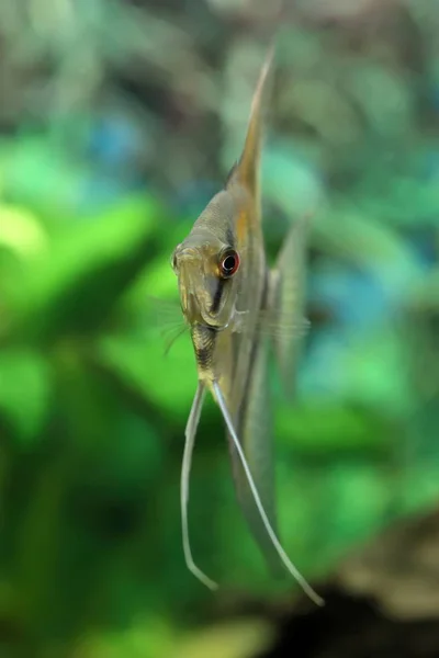 Pterophyllum scalare. Silvery scalaria swims in the interior of — Stock Photo, Image