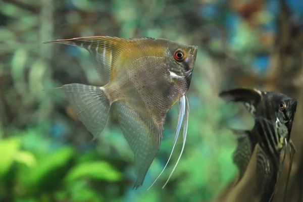 Pterophyllum scalare. Рыбы-ангелы плавают внутри аквариума — стоковое фото