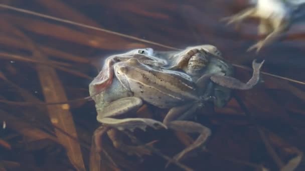 Rana Arvalis Marsh Žáby Pářit Pod Vodou Jaře Sibiři — Stock video