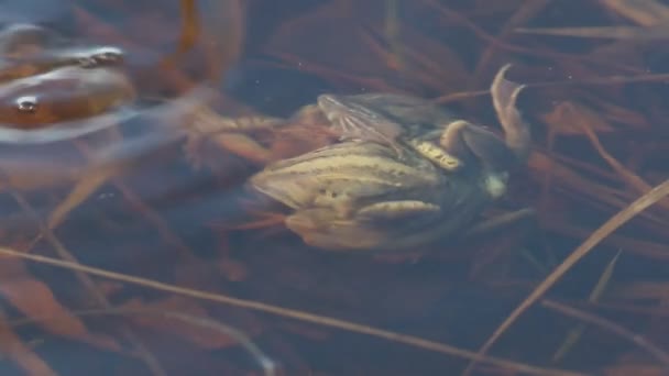 Rana Arvalis Marsh Žáby Pářit Pod Vodou Jaře Sibiři — Stock video