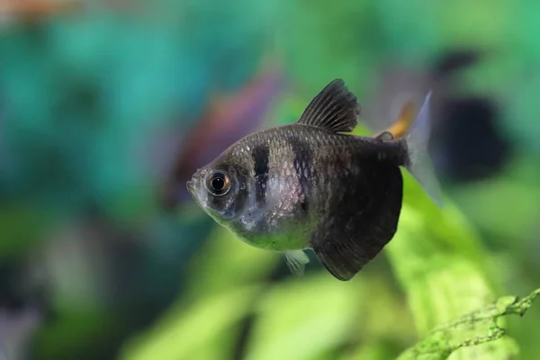 Gymnocorymbus ternetzi. Begrafenisternaire close-up in het aquarium — Stockfoto