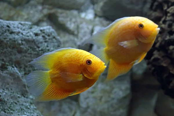 Heros efasciatus. Två fiskar på nära håll i akvariets inre — Stockfoto