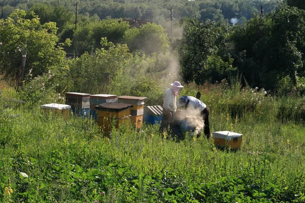 Two beekeepers at an apiary in a Siberian village on a summer ev — Stock Photo, Image