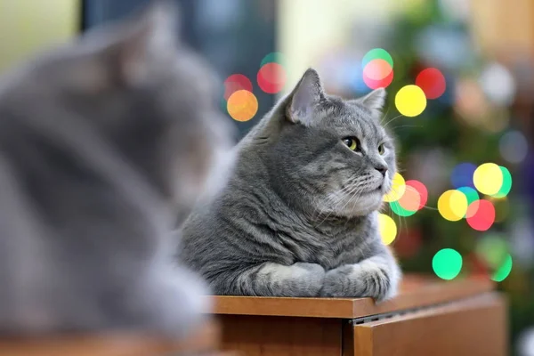 Feliz gato puro-sangue escocês em luzes de Natal coloridas Fotos De Bancos De Imagens