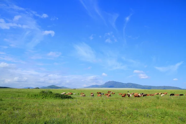 Livestock in a meadow near the Northern point of the Seminsky ri — Stock Photo, Image