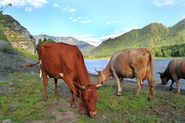 Le mucche pascolano vicino a un serbatoio di montagna vicino al villaggio siberiano o — Foto Stock