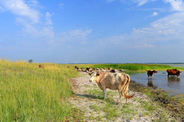 Dobytek v horkém letním dni na břehu přehrady v Sou — Stock fotografie