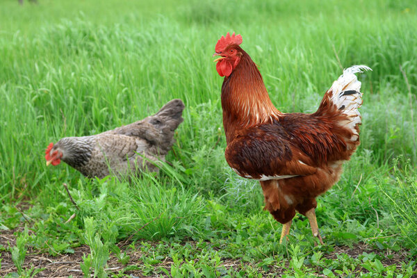 Rooster and hen on a summer day looking for food among the veget