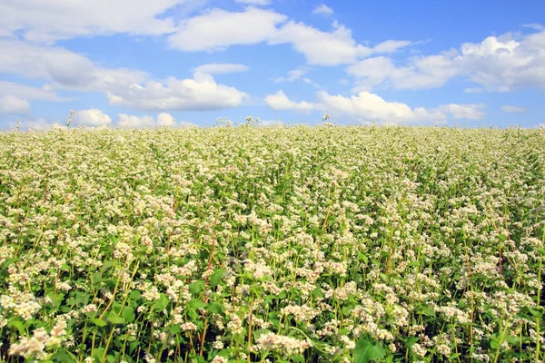 Cultivos de trigo sarraceno en un día soleado en Siberia —  Fotos de Stock