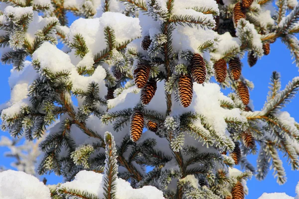 Ramas de abeto cubiertas de nieve en Siberia —  Fotos de Stock