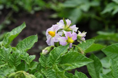 Bir yaz günü tarlanın ortasında patates çalısı açıyor.