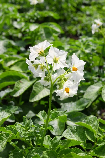 Blooming potato Bush in the middle of a field on a Sunny day — 스톡 사진