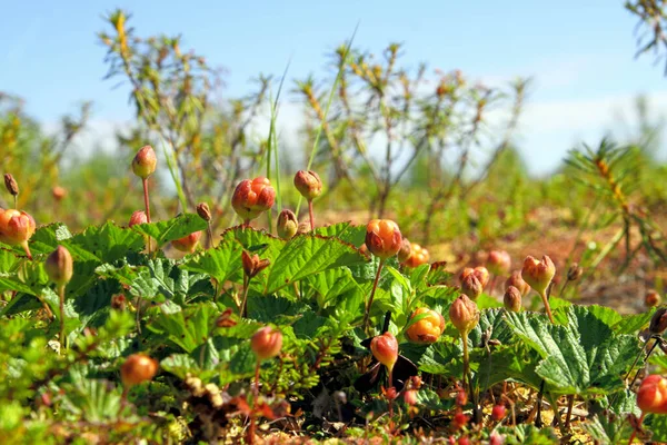 Rubus chamaemorus. Arbustos de amora na tundra ártica no inhame — Fotografia de Stock