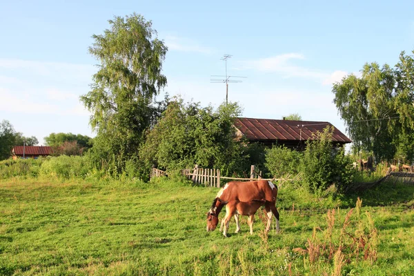 Yazın Sibirya 'da bir köyde atlarla birlikte kırsal alan. — Stok fotoğraf