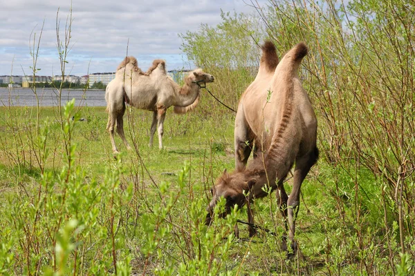 Two camels in the summer in the city of Nadym in the North of We — Stock Photo, Image