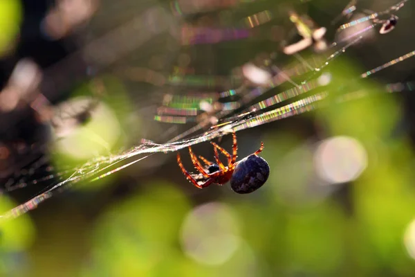 Spinnenspin als spinnenweb in het noorden van Rusland — Stockfoto
