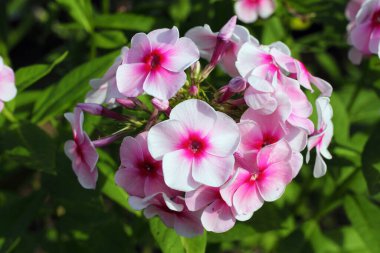Phlox panikledi. Çiçek bitkileri kapanır