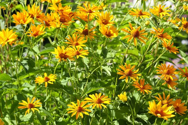 Heliopsis Blommor Trädgården Solig Sommardag — Stockfoto