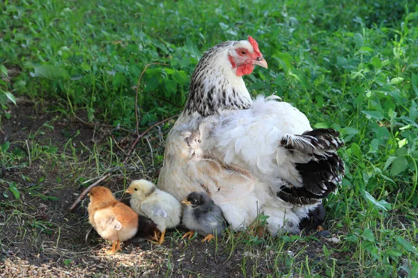 Курица Маленькими Цыплятами Среди Травы Летом Деревне — стоковое фото
