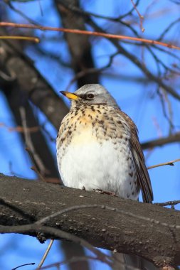 Turdus Pilaris. İlkbaharda Rusya 'nın Altai bölgesindeki bir şubeye çukur aç.