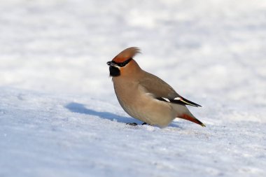 Bombycilla Garrulus. Bahar başında yağışlı kanatlar Sibirya 'da güneşli bir Mart günü
