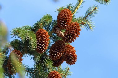 Sibirya 'da ilkbaharın başlarında ladin dalları ve konileri