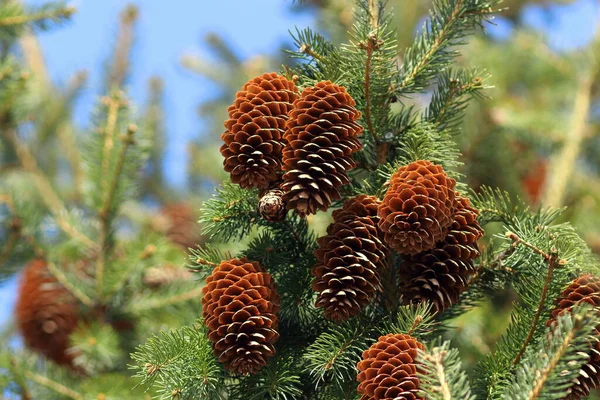 Ramos Cones Abeto Início Primavera Sibéria — Fotografia de Stock