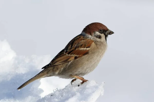 Passer Montanus Gorrión Campo Cerca Siberia Nieve Marzo —  Fotos de Stock