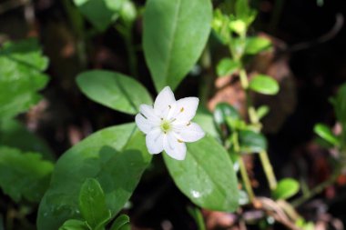Trientalis avrupa. Batı Sibirya 'nın kuzeyinde ilkbaharda Avrupa iş günü