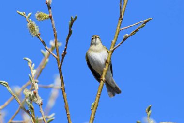 Phylloscopus trochilus. Batı Sibirya 'nın kuzeyinde Willow Warbler baharı