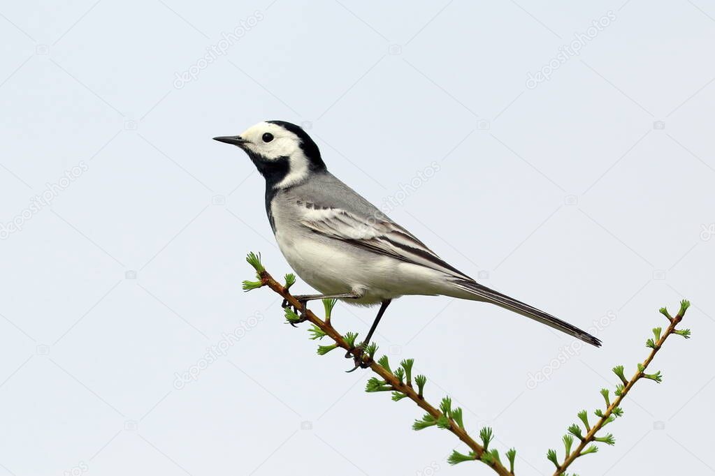 Motacilla alba. The white Wagtail in spring in Siberia, on a branch of a larch
