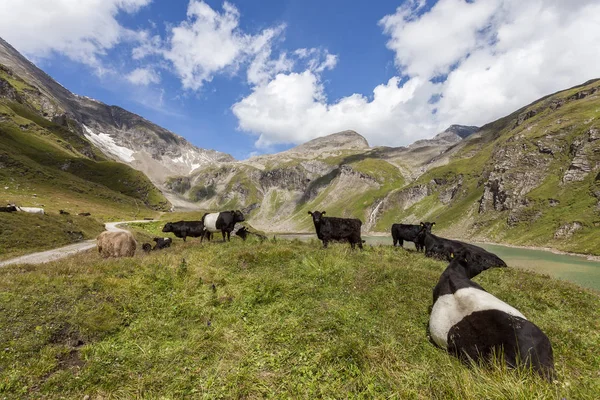 Nötkreatur Bete Bergen — Stockfoto