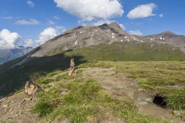 Drie alpine marmotten - hoge Tauern, Oostenrijk — Stockfoto