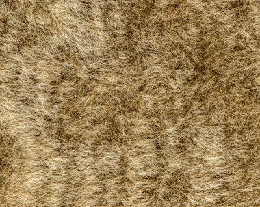 sarımsı-kahverengi doğal kürk doku portre