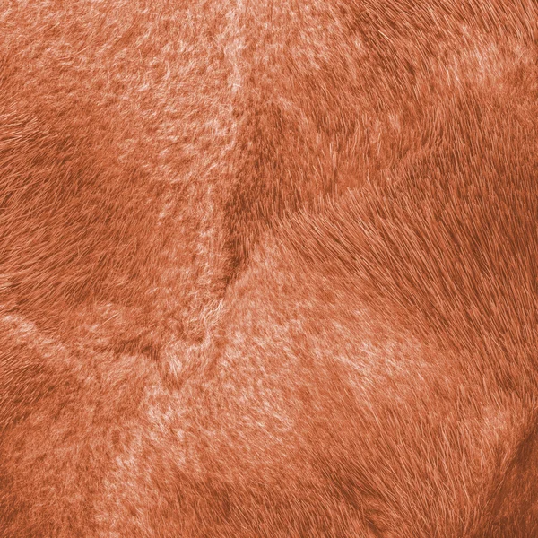 Closeup přírodní malované oranžové norek Kožichy textury — Stock fotografie