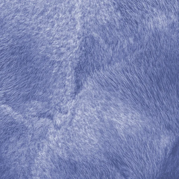Textura de piel de visón azul pintada natural — Foto de Stock