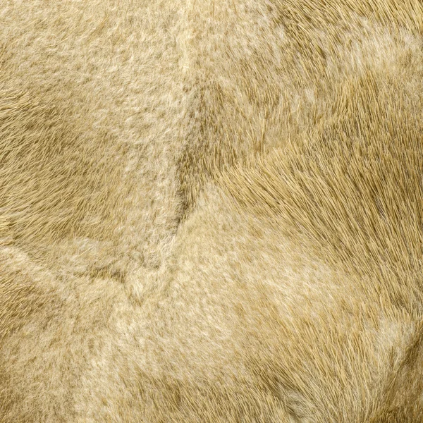 Close-up de pele de vison natural — Fotografia de Stock