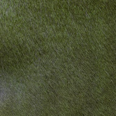 Yeşil doğal kürk doku closeup boyalı