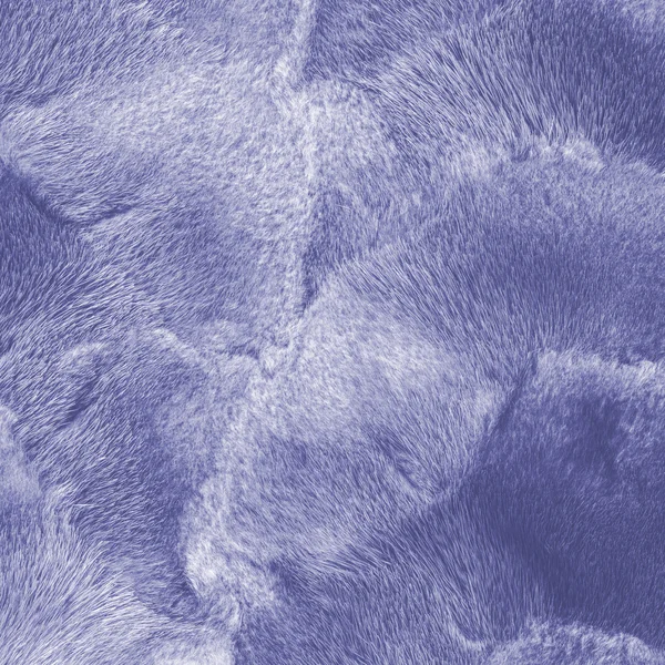 Maloval modrou norek kožešiny textury detailní — Stock fotografie