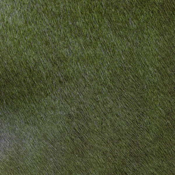 Groene natuurlijke bont textuur close-up geschilderd — Stockfoto