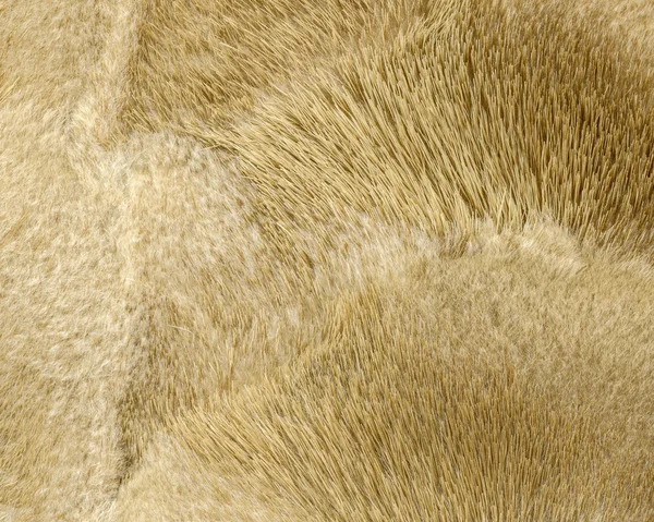 Beige natural mink fur texture. — Stock Photo, Image