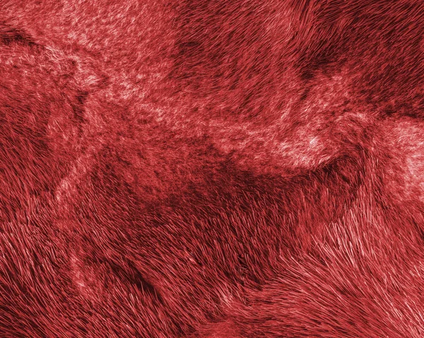 Lakované červené přírodní norkové kožešiny textury detailní — Stock fotografie