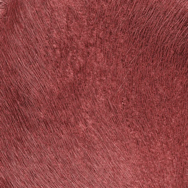Kırmızı doğal kürk doku closeup boyalı — Stok fotoğraf