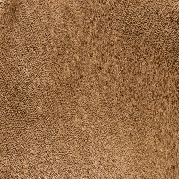 Żółto brązowy futro naturalne tekstura zbliżenie — Zdjęcie stockowe