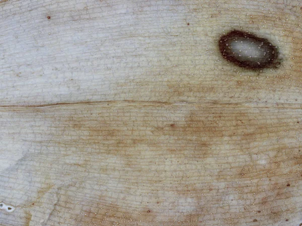 Синтетическая имитация текстуры дерева — стоковое фото